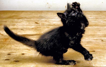 Black store calico kitten