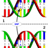 416px-Dna-SNP_svg1