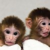Mito-and-Tracker-Rhesus-Macaques