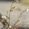 180px-Arabidopsis_thaliana