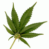 marijuana-leaf