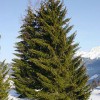 spruce-tree1