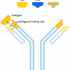 255px-Antibody_svg