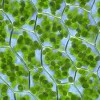 chloroplasts