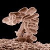 E.coli-150x150