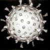 Rotavirus