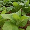 Tobacco-Plants-150x150