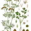 coriander1