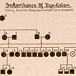 Eye Color Pedigree