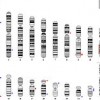 220px-Virtual_karyotype_karyogram