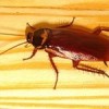cockroach-150x150