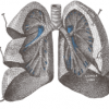 lungs