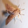 581px-Moth