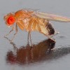220px-Drosophila_melanogaster_-_side_(aka)