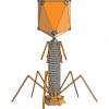 phage