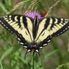 Tiger Swallowtail