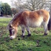 Pony with Pangare markings