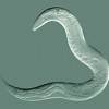 C. elegans roundworm