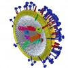 Picture 1: A model of the influenza virus