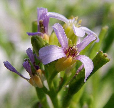 Sea Rocket