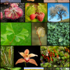 Plant Diversity