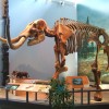 Mammut_skeleton_Museum_of_the_Earth