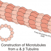 Microtubules