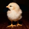 1 day-old chick