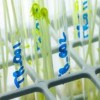 Agricultural biotechnology