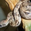 Boa Constrictor