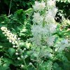 black-cohosh-plant