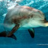 A marine mammal that can stay alert for weeks? Meet a dolphin!